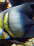 Cortez Angelfish