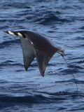 Why Do Devil Rays Jump?