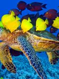 Hawksbill Sea Turtle