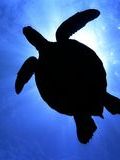 Sea Turtles of Costa Rica