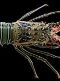 Lobsters of Costa Rica
