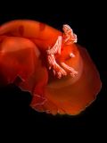 The Spanish Dancer Nudibranch