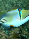 The Ballistic Nature of Costa Rica&rsquo;s Triggerfish