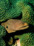Abbott's Moray Eel
