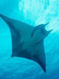 Mobula Ray