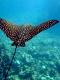 Eagle ray