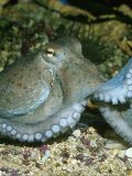 Common Octopus