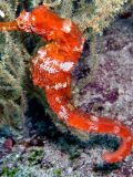 Pacific Seahorse