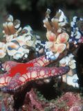 Harlequin Shrimps