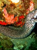 Spotted Moray Eels