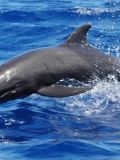 False Killer Whales