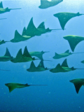Cow-Nosed Rays in the Pacific Coast