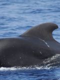 Pilot Whales