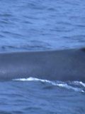 Sei Whales