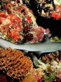 White Tip Sharks