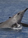 Beaked Whales