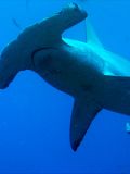 Hammerhead Sharks in Costa Rica