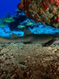 Nurse Sharks