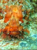 Scorpion Fish, Costa Rica