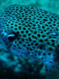 Puffer Fish