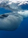 Bryde's Whales