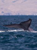 Blue Whale in Costa Rica