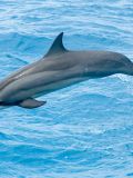 Costa Rican Spinner Dolphins
