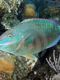 Parrotfish, Costa Rica