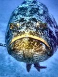 Costa Rica's Jewfish