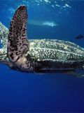 Leatherback Sea Turtles