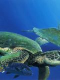Green Sea Turtles