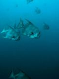 The Spadefish