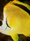 Butterfly Fish