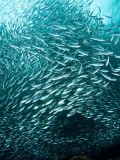 Sardine Schools in Costa Rica