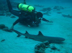 diving with sharks in costa rica
