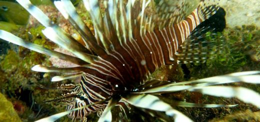 Scuba diving at the reef in Cahuita, Costa Rica - a Lionfish!
