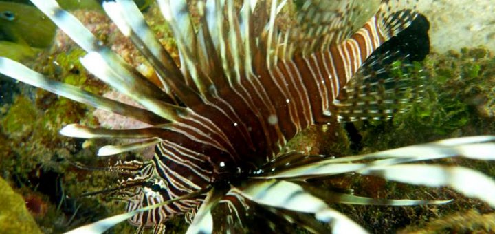 Scuba diving at the reef in Cahuita, Costa Rica - a Lionfish!