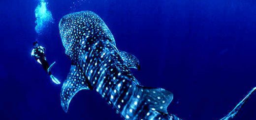 Isla de Cano, Costa Rica, Scuba Diving Buceo