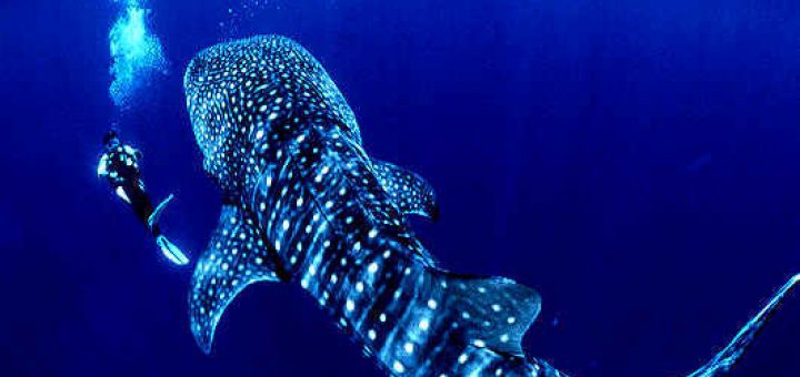 Isla de Cano, Costa Rica, Scuba Diving Buceo