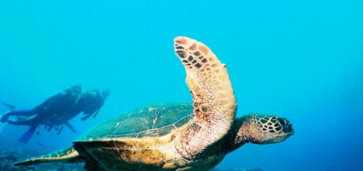 Scuba Diving at Catalina Island, Costa Rica