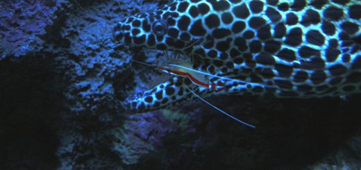 Costa Rica Marine Life