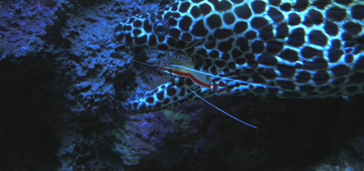 Costa Rica Marine Life