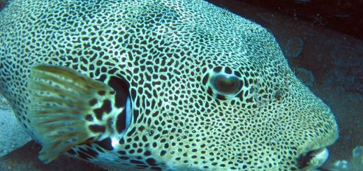 Manuel Antonio Scuba Diving