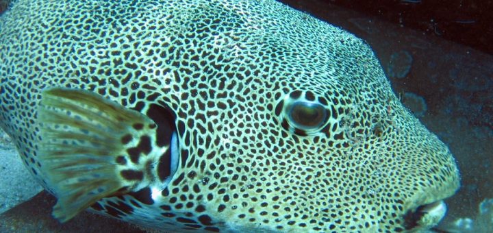 Manuel Antonio Scuba Diving