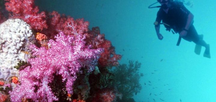Diving Courses in Costa Rica
