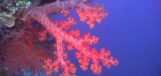 Costa Rica Marine Life, Pacific Side