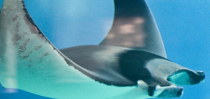 Marine Life on the Caribbean Coast of Costa Rica