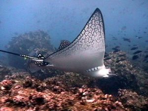 Punta Gorda dive site - spotted ray