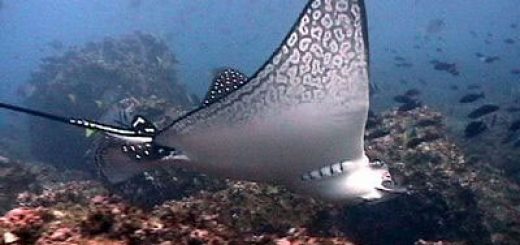 Punta Gorda dive site - spotted ray
