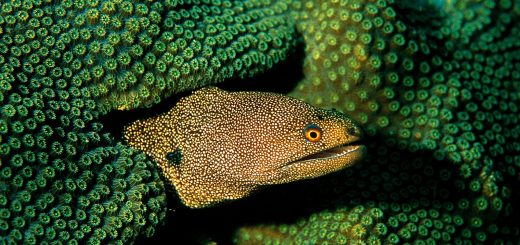 These meek creatures resort to peek in the outside world with just their heads out of the hiding place